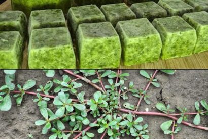 Thumbnail for What Happens to Your Body When You Eat Purslane Every Day Especially After 60 days